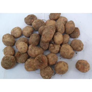 Rhizoma Arisaematis TIAN NAN XING raw powder